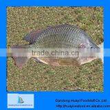New Caught Frozen Tilapia for Fish thumbnail-1