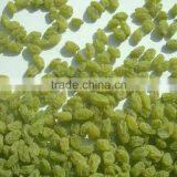 Dry Grapes thumbnail-1