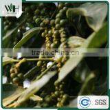 Vietnam Giant Spicy Raw Black Pepper 500gl thumbnail-4