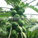 Coconut Sugar thumbnail-4