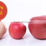 New 2016 Professional Delicious High Quality Fresh Red Hanfu Apple thumbnail-2
