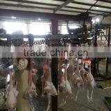 Portable Automatic Slaughter House for 500 Broilers per Hour thumbnail-1