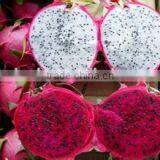 Pitaya / Dragon Fruit Microwave Vacuum Dryer thumbnail-4