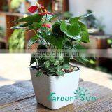 China Housewares Wholesale Interior Decorative Flowers Pots thumbnail-1