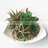Artificial Plastic Mini Succulents Plants for Home Decoration thumbnail-2