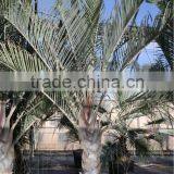 Dypsis Decareyii "Triangle Palm" 250/300 in 40 Liters Pot thumbnail-2