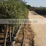 Olive Tree Olea Europaea Young Skin thumbnail-3