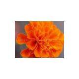 Lutein 3%-90%(HPLC OR UV)