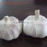 New Crop Regular White Garlic thumbnail-1