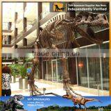 MY Dino-C022 Museum Life Size Dinosaur Skeleton