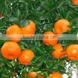 Fresh Orange thumbnail-1