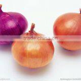 Jinxiang Farm Factory Yellow Onion in Low Price