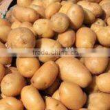 Cheap Fresh Potato for Potato Importer in Malaysia