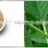 Sesamum indicum Seeds