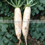 HR02 Fam white OP radish seeds in vegetable seeds