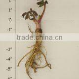 NATURAL ANGELICA ROOTS OIL thumbnail-1