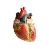 Anatomical Biological Teaching Aids Plastic Heart Model thumbnail-2
