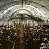 Specially Design Film for Mushroom Planting Cover,mushroom Greenhouse Shed thumbnail-1