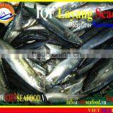 IQF LAYANG SCAD WHOLE ROUND thumbnail-4