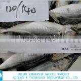 Shishi Zhengyuan Frozen Horse Mackerel W/R thumbnail-2