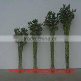 Spiral Bamboo Dracaena Sanderiana thumbnail-1