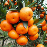 Hydrolyzed Amino Acid Powder 70% Plant Source Organic Foliar Fertilizer thumbnail-3