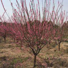 Red Plum With a Ground Diameter of 5 Cm, Cheap Price and High Survival Rate thumbnail-3