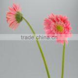 Fashionable Honey Fresh Cut Gerbera Flower thumbnail-5