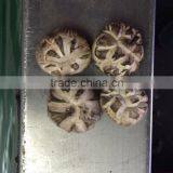 Dried Tea Flower Mushrooms thumbnail-4