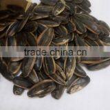 Chinese Caramel Flavor Suger Roasted Sunflower Seed thumbnail-2
