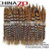 Leading Supplier CHINAZP Bulk Sale Good Quality 35-40cm Length Raw Natural Reeves Venery Pheasant Tail Feathers thumbnail-2