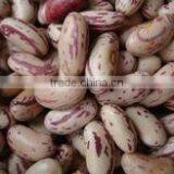 SPECKLED KIDNEY BEANS thumbnail-2
