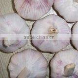 Fresh China Garlic thumbnail-5