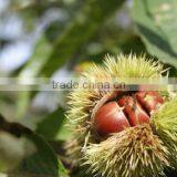 2016 New Crop Sweet Fresh Chinese Chestnut for Sale thumbnail-5