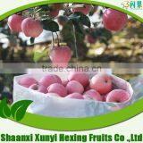High Quality, Fresh, Chinese Red Fuji Apple Fruit thumbnail-1