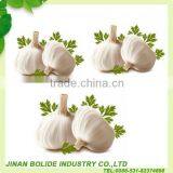 Fresh Garlic thumbnail-1