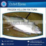 Highly Nutritious Whole Round Yellowfin Tuna for Bulk Export thumbnail-4