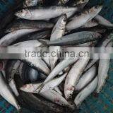 Fresh Sardine for Bait on Sale thumbnail-3