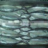 Horse Mackerel Fish Size 4/6 thumbnail-3