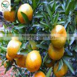 Fresh Mandarin Orange Citrus Fruit thumbnail-1