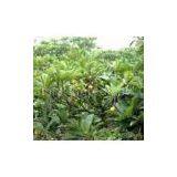 Ursolic Acid thumbnail-1