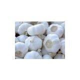 5cm Garlic thumbnail-1