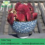 Manufacture Cancer Cure Herbs Red Mushroom thumbnail-5