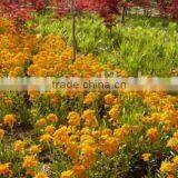Common Wallflower ,Cheiranthus Cheiri Linn.flower Seed,herb Seed,vegetalbe Seed,fruit Seed,grass Seed thumbnail-4