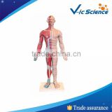 High Quality Chinese Model Of Acupuncture With Musucle