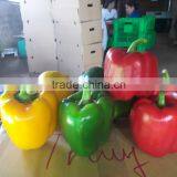 FRESH CAPSICUMS / +84963818434 Whatsapp thumbnail-4