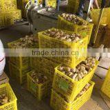 China New Fresh Ginger thumbnail-3