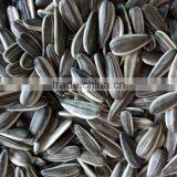 2016 New Crop Sunflower Seeds 0409