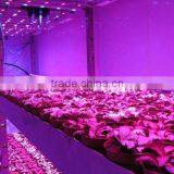 Hot Selling Led Battery Powered Grow Lights Adjustable,timer,controllable thumbnail-6