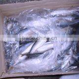 Seafrozen Pacific Mackerel Scomber Japonicus thumbnail-2